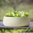 thumbnail image 4 of Olly & Rose Large Ceramic Planter Bowl for Plants Flowers Succulents Cactus Shallow Plant Pot Cream Garden Decor, 4 of 6