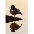 thumbnail image 2 of Day, Richard and Susan 13x18 Gold Ornate Wood Framed with Double Matting Museum Art Print Titled - Wood Duck (Aix sponsa) male on log stretching in wetland at sunrise-Marion County-Illinois, 2 of 4