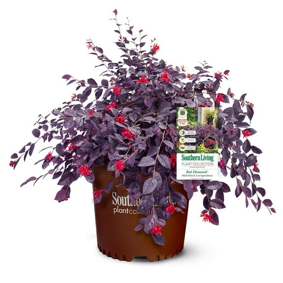 Southern Living Red Diamond Loropetalum Live Shrub in 2-Gallon Grower Pot