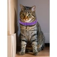 thumbnail image 2 of FLhrweasw Collar Calmante 38cm Collar Ajustable para Aliviar La Ansiedad Gato Gatito Productos para, 2 of 9