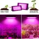 thumbnail image 3 of Indoor Plant Growing Lamp Full Spectrum LED Grow Light for Succulents Mini Bonsai, 3 of 5