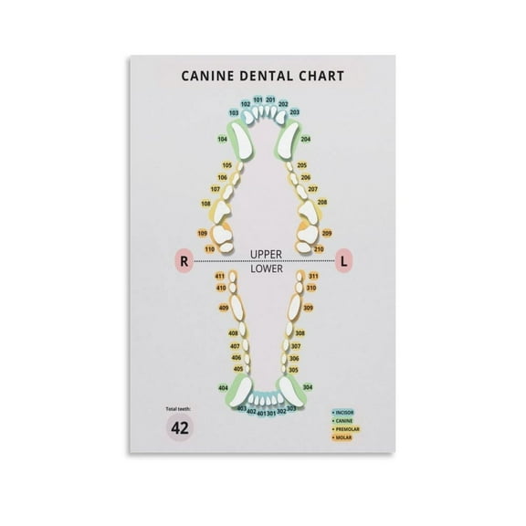 Veterinary Canine Dental Chart Poster Vet Art (2) Canvas Painting Wall Art