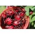 thumbnail image 3 of CZ Grain 50 Red Roselle Hibiscus Sabdariffa Plant Seeds, 3 of 4