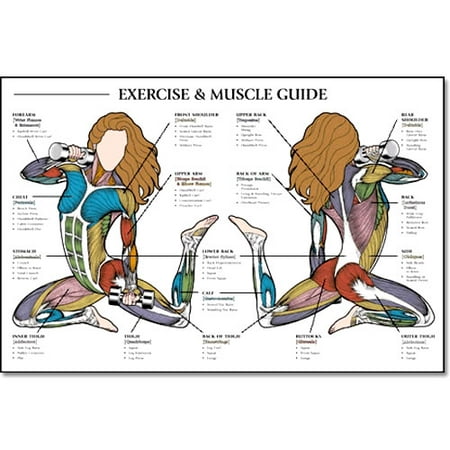 Exercise and Muscle Guide, Female