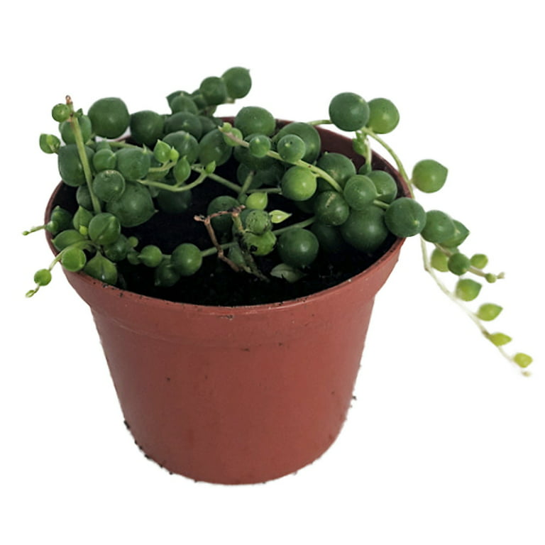 3pc String of Pearls - National Plant Network