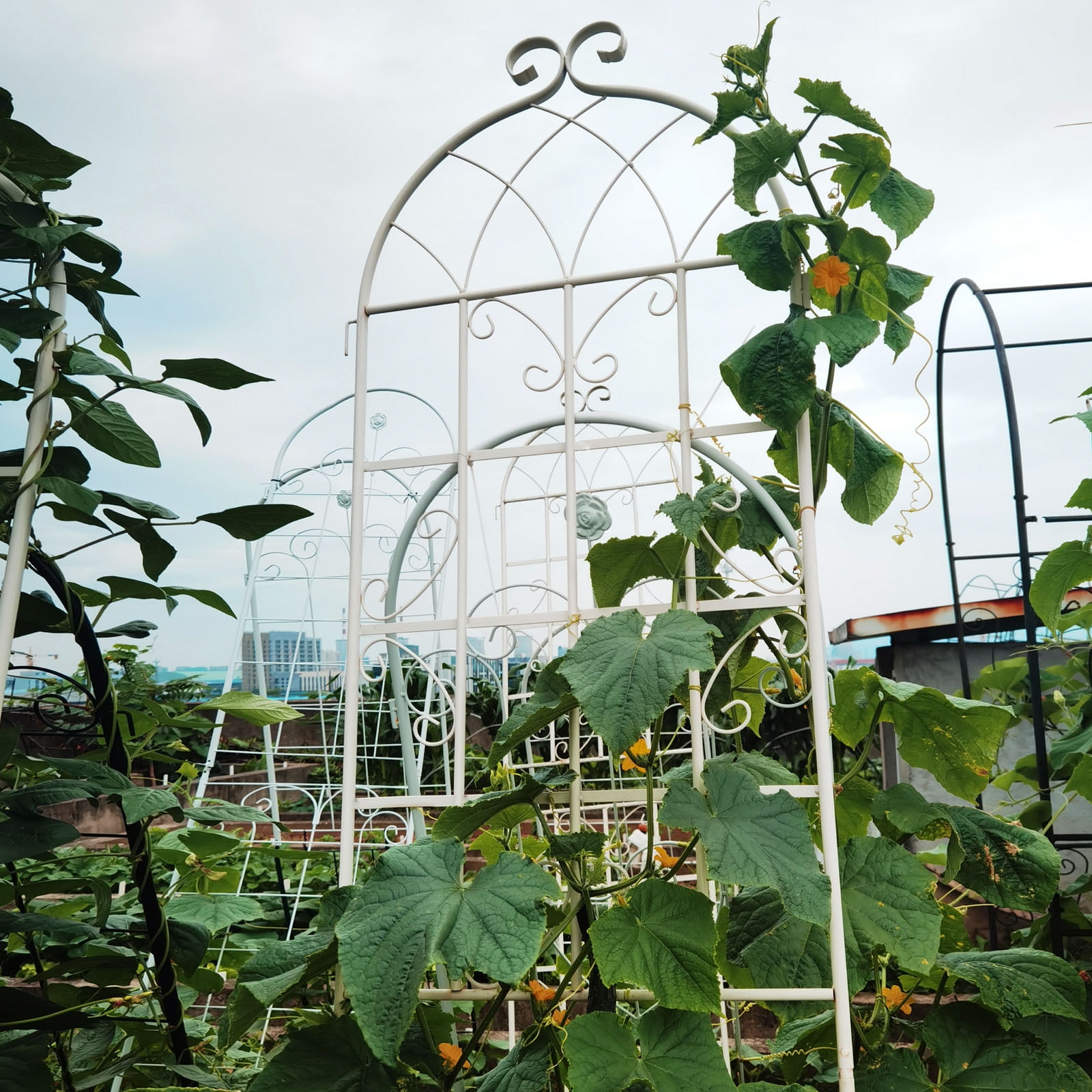 CQSXDA 2 Pack Large Garden Trellis 86.7"H x 19.7" W Heavy Duty Rustproof White Iron Plant Trellis for Potted Plant Support Metal Climbing Rose Trellis Vine Vegetable Cucumber