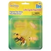 Insect Lore Honey Bee Life Cycle Stages Science Model