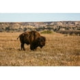 thumbnail image 2 of Sienda, Jolly 32x23 Gold Ornate Wood Framed with Double Matting Museum Art Print Titled - Theodore Roosevelt National Park-North Dakota-USA Badlands bison, 2 of 4
