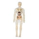thumbnail image 2 of Kits de aprendizaje de modelos de cuerpo humano, modelos de anatomía interactivos, aprendizaje Totalmente transparente, 2 of 9