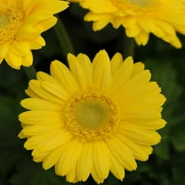Outsidepride Gerbera Golden Yellow - 20 seeds