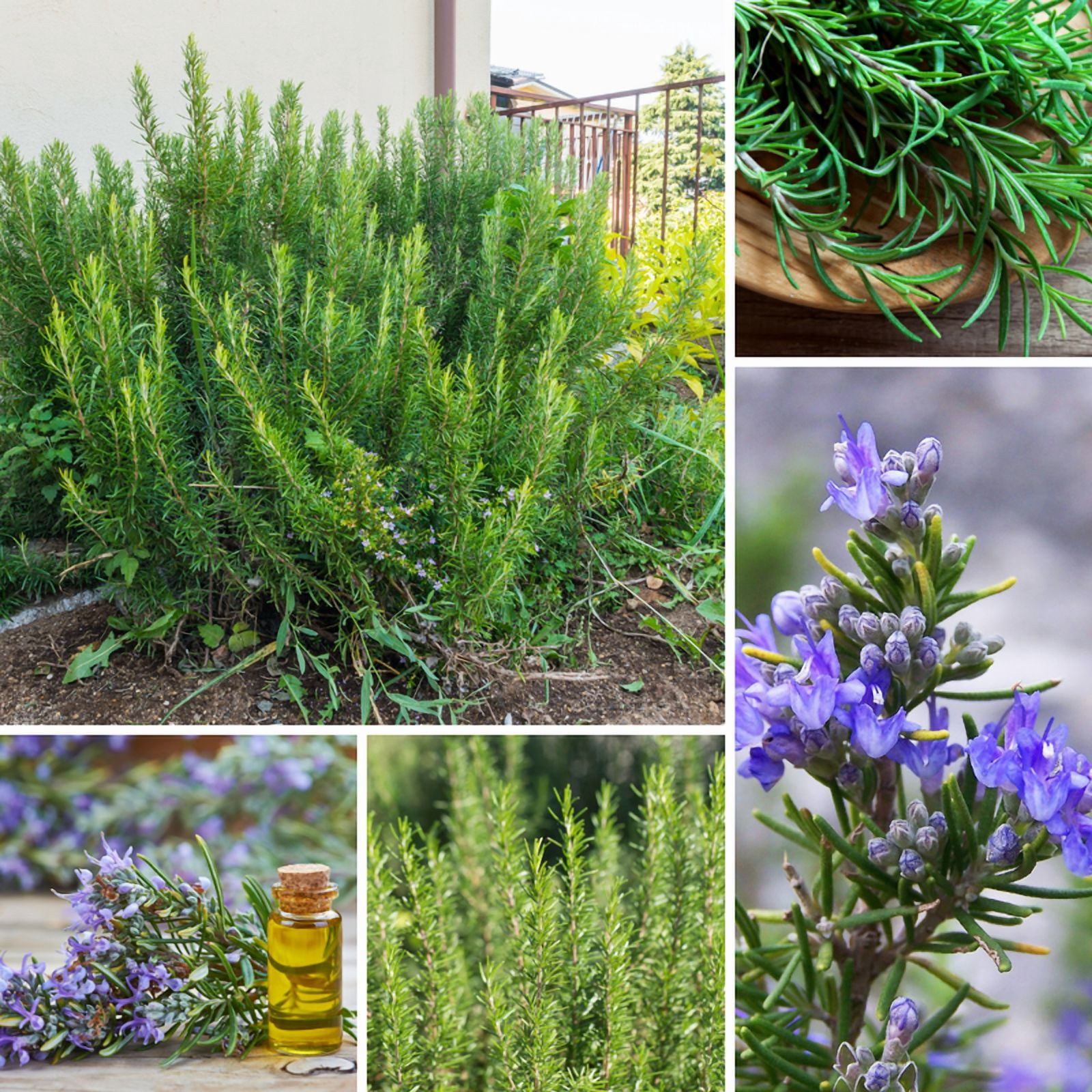 Rosemary Plant, Well Rooted Rosemary Live Plant, 4 to 6 Tall, Edible Herb for Indoor Outdoor Growing