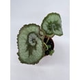 thumbnail image 2 of Harmony's Gold Dust Peperomia, Variegated Watermelon Pep Sport, 2 of 3