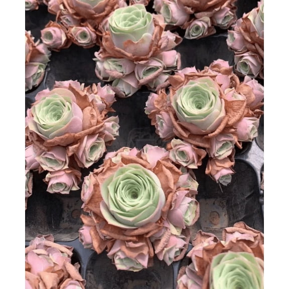 15 Seeds Rare Succulent, Aeonium Greenovia Aurea Mountain Rose Succulents Roses Seed