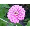 thumbnail image 3 of 250 Mixed Colors Common GARDEN ZINNIA Elegans Flower Seeds, 3 of 4