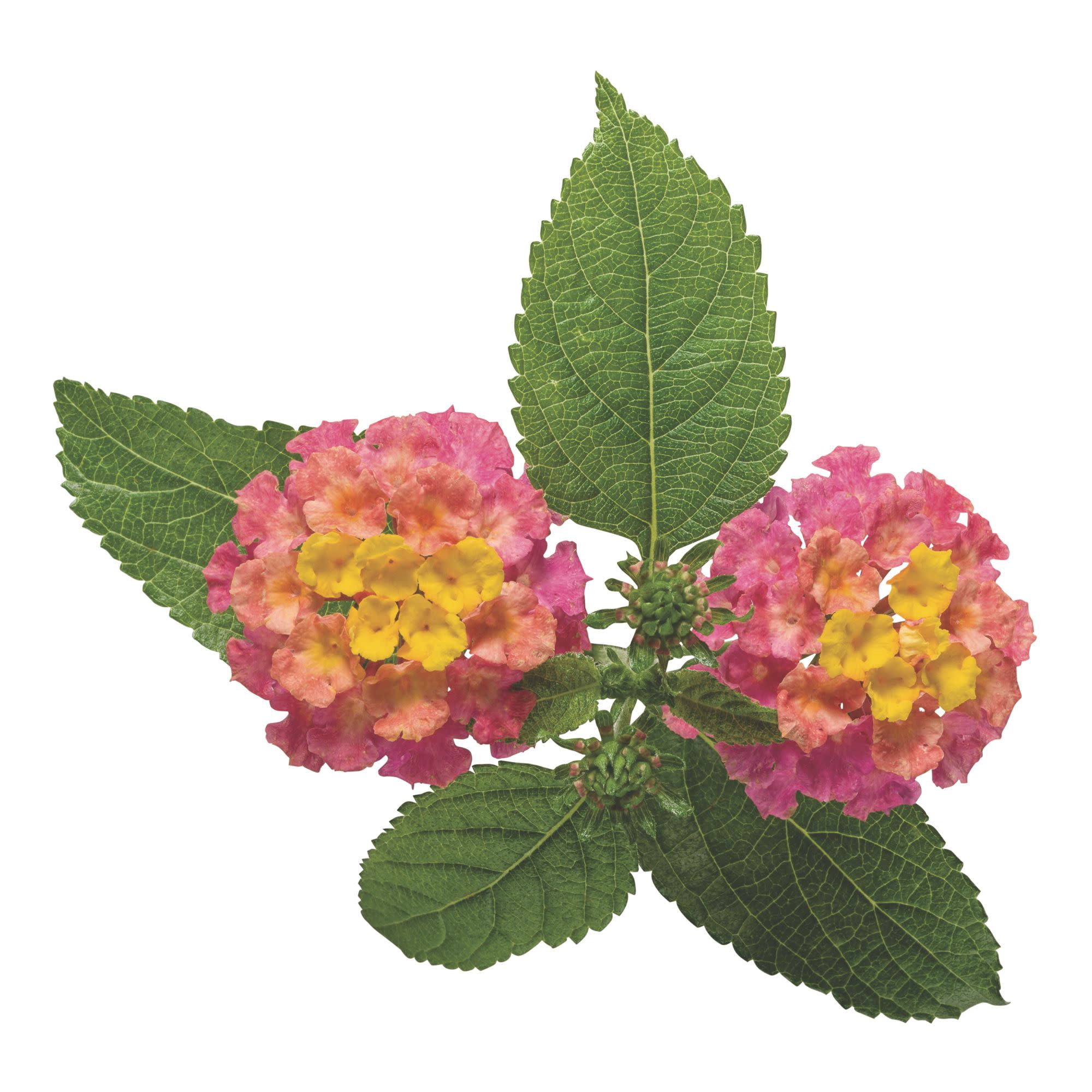 Proven Winners 4" Multicolor Luscious Royale Cosmo Lantana Live Plant in 4.25" Pot (4 Count)