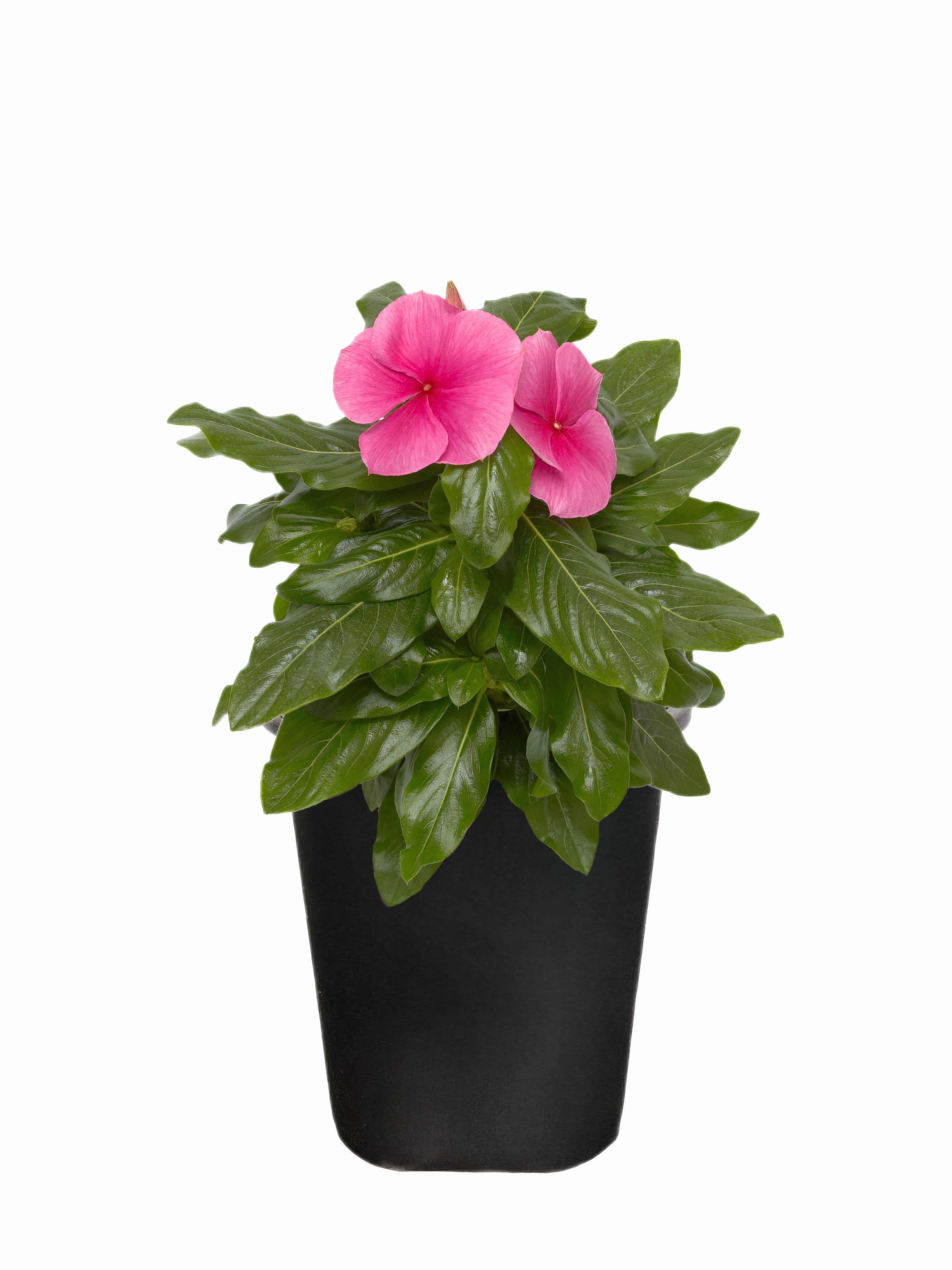 Expert Gardener 1Pt Vinca Live Plant Grower Pot Full Sun