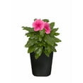 thumbnail image 6 of (5 pack) Expert Gardener 1Pt Vinca Live Plant Grower Pot Full Sun, 6 of 30