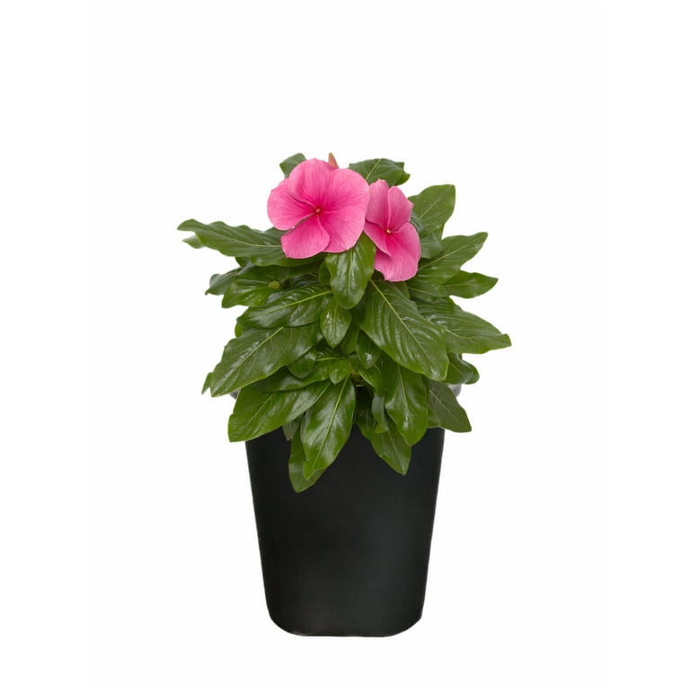 Amazon.com : Phoenix Vine 4 Inch Self Watering Plants Pot