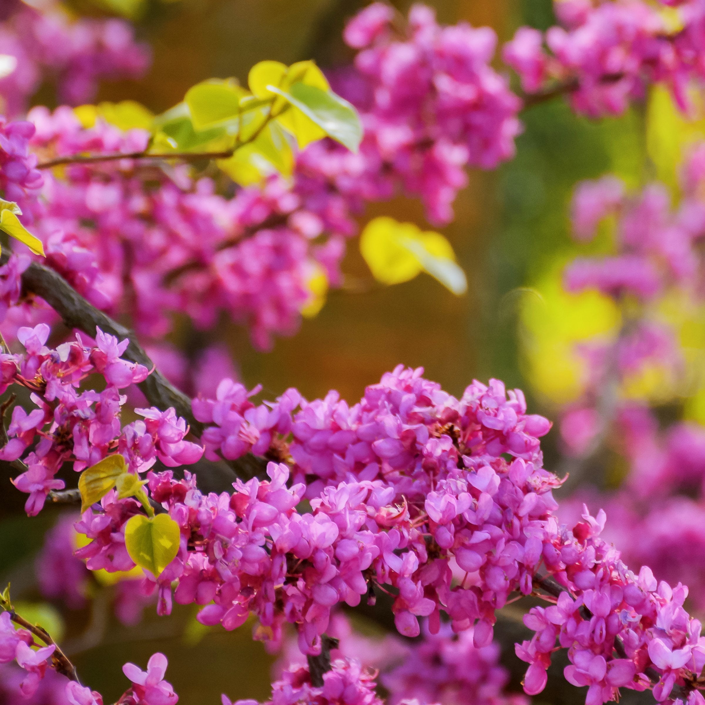 National Plant Network 2 gal. Redbud Hearts A Fire Tree
