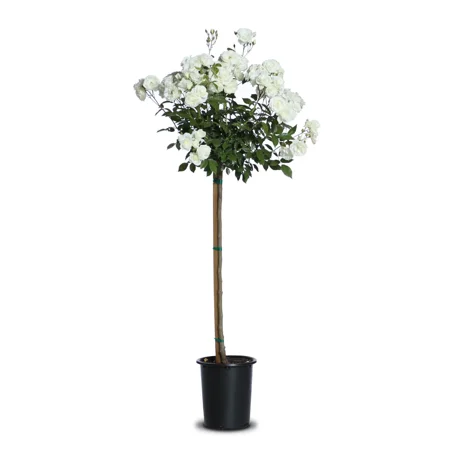 Bloomables 2G Rose Iceberg Tree Flowering Live Plants Full Sun White