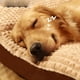 thumbnail image 4 of Tiny House Puppy Dog Bed Accessories Indoor Supplies Camping Kennels Dog Bed Cat Shop Furniture Mascotas Pet Products MR50GS ShopWise Round, 4 of 10