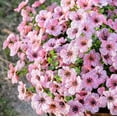 thumbnail image 2 of Artificial Fall Flowers Faux Mums for Outdoor Planters, Fall Decorations for Home, Faux Flower Daisy with Eucalyptus Leaves Fake Plants Greenery Boxwood Porch Patio, 12 Bundles (Pink), 2 of 14