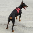 thumbnail image 3 of POINTERTECK Harnais pour Chien Réglable 4 Couleurs pour Grands Moyens Petits Chiens Harnais pour Chiot Laisse de Poitrine Marche en Extérieur, 3 of 5