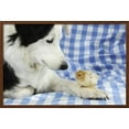 thumbnail image 2 of Chick Sitting on Border Collies Paw, Animals Scenic Framed Art Print Wall Art Sold by Art.Com, 2 of 6