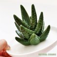 thumbnail image 1 of Ring Jewelry Tray,Ceramic Ring Holder Aloe Aloe Ring Jewelry Holder Ceramic Ring Holder Highly Versatile, 1 of 5