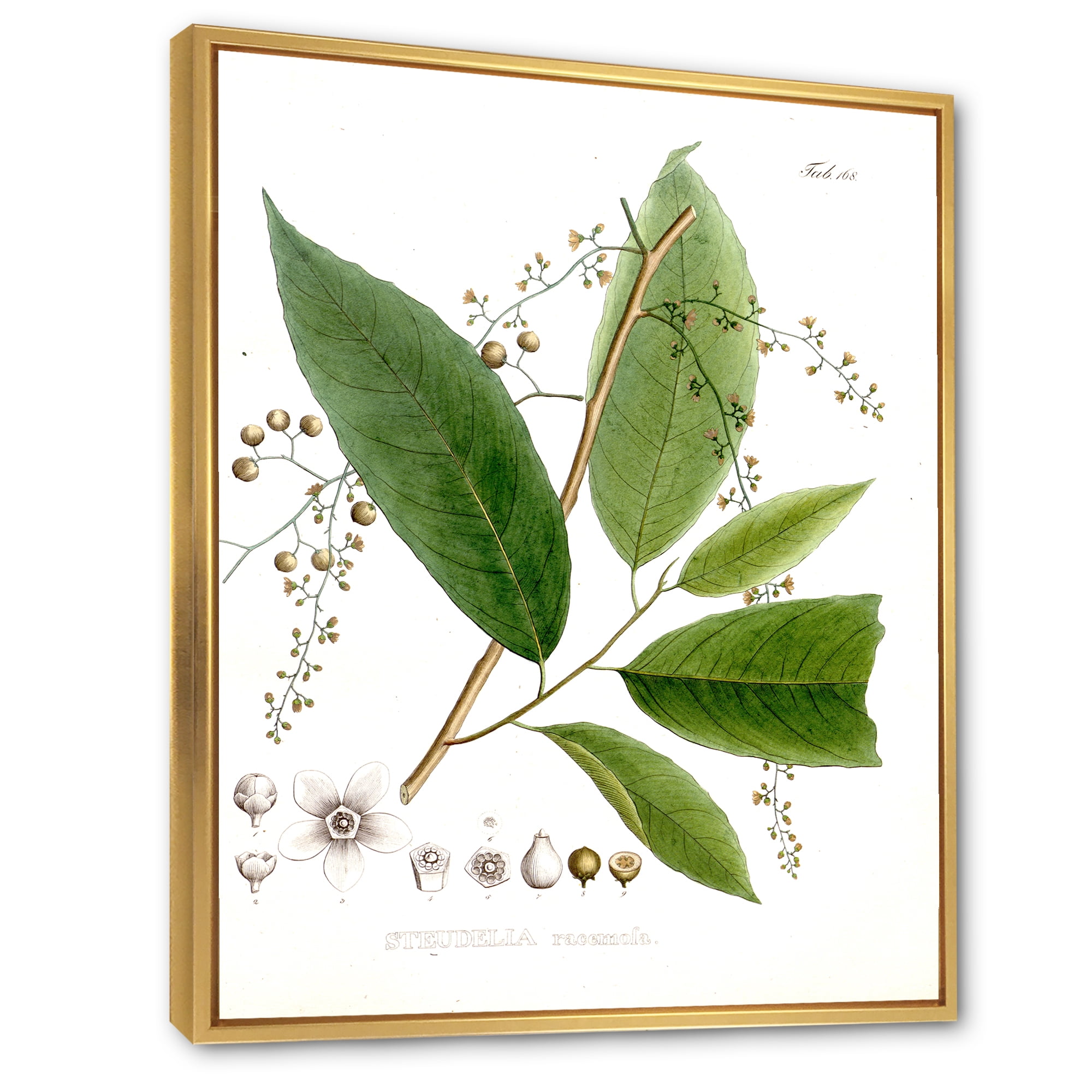 Designart 'Ancient Brazilian Plant I' Traditional Framed Canvas Wall Art Print