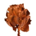 thumbnail image 2 of Vickerman 8" flower Autumn Queen Flower, 1 stem, Dried, 2 of 4
