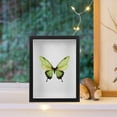 thumbnail image 3 of Insect Display Case Butterfly Specimen Display Frame Insect Pinning Kit Insect Display Box Butterfly Display Case For Collectings Butterfly And Bugs Butterfly Shadow Boxes, 3 of 8