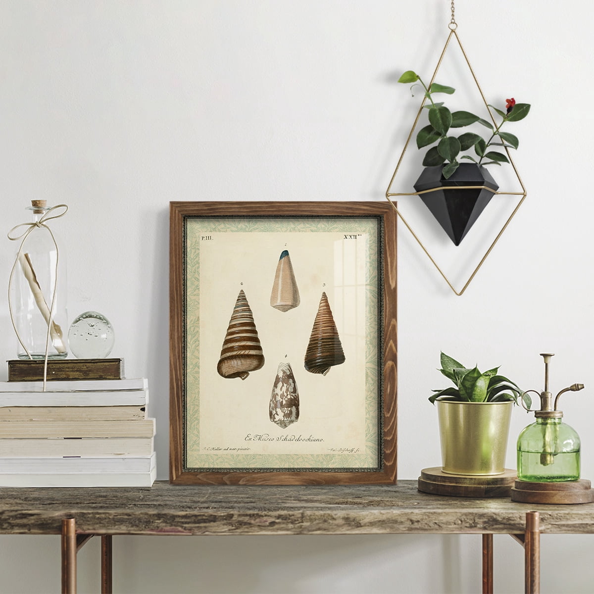 Bookplate Shells VI - Framed Print w/glass - Walnut