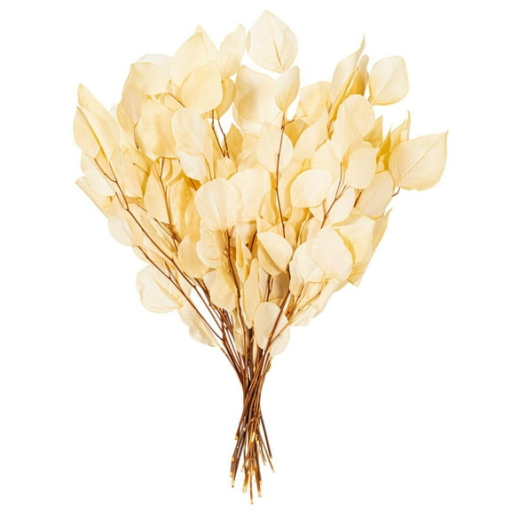 18-20"x8" Bleach Populous Euclpt 3.5oz