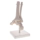 thumbnail image 4 of Modelo de articulación de tobillo de piezaza Llavero de Herramienta educativa de PVC, 4 of 9