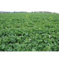thumbnail image 2 of 1000 HANOVER SALAD Spring KALE Smooth Siberian Brassica Napus Vegetable Seeds, 2 of 8
