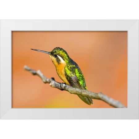 Lord, Fred 32x23 White Modern Wood Framed Museum Art Print Titled - Costa Rica White-throated mountain-gem