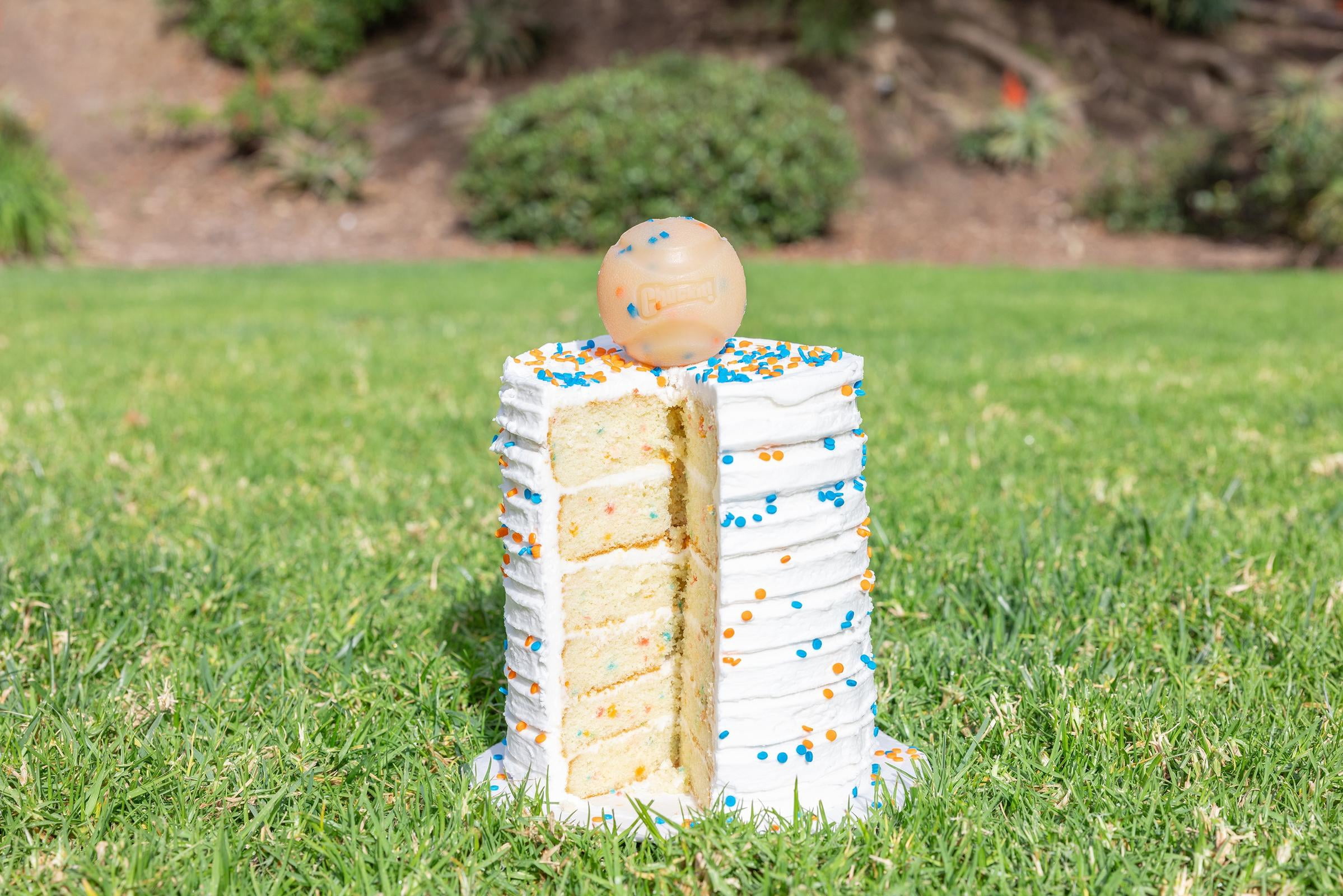 Chuckit! Birthday Fetch Dog Ball, Medium 2.5" Fetch Toy for Dogs, for Pets 20-60 lbs, Pack of 1, Multicolor