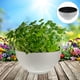 thumbnail image 4 of Flower hidropónica maceta de escritorio plantación de flores agua lirio hydroponic maceta, 4 of 5