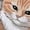 White, variant on I'm OK! T Shirts for Women Short Sleeve Cotton Crewneck T-Shirt Lazy Orange Cat and Notebook Tee Tops Casual Basic T-Shirts, XS-5XL White XS