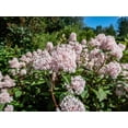 thumbnail image 3 of 20 White NEW JERSEY TEA Hummingbird Flower Ceanothus Americanus Shrub Seeds, 3 of 7
