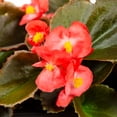 thumbnail image 3 of Expert Gardener 4PK Multicolor Begonia Live Plants with Grower Pack, 3 of 7