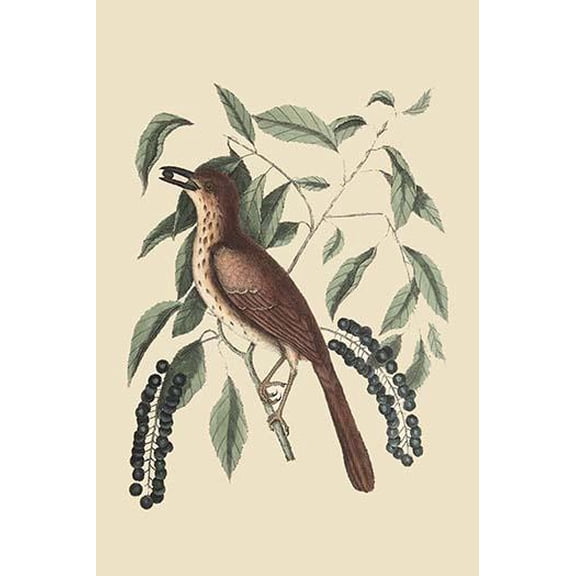 Fox Colored Thrush-Fine Art Canvas Print (20" x 30")
