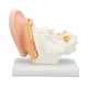 thumbnail image 4 of Modelo Anatómico De Oído Humano, Modelo Anatómico De Oído De Alta Simulación Para Colección ANGGREK Otros, 4 of 8