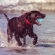 thumbnail image 4 of Juguetes Interactivos Inteligentes para Perros, Pelotas, Pelota Eléctrica Inteligente, Pelota Rodante para Cachorros, Perros Pequeños y Medianos, Azul + Naranja, 4 of 5