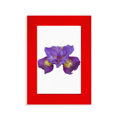 thumbnail image 1 of Flower Purple Orchid  Picture Display Art Red Photo Frame, 1 of 4