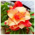 Perennializing,Red&Yellow Mixed Desert Rose,Naturalizing,Flower,Outdoor
