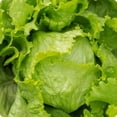 thumbnail image 1 of HJADGG Laitue Iceberg 100 Graines Variété Patrimoniale, 1 of 3