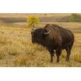 thumbnail image 2 of Illg, Cathy and Gordon 14x11 Black Ornate Wood Framed with Double Matting Museum Art Print Titled - South Dakota, Custer SP Bellowing bison, 2 of 4