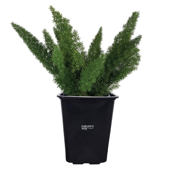 Nature's Way Farms Asparagus Meyerii Fern Live Plant (18-24 in. Tall) in Grower Pot